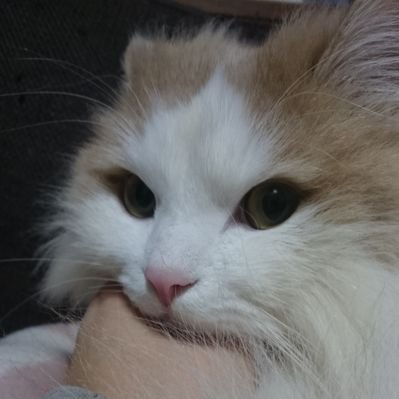 Ncis La Calling All Ncisla Fans You Can Shop Official Ncis Los Angeles Gear Now On The Cbs Store T Co 1gn6w05k4n T Co Rghxo24kif Twitter