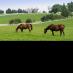 Your Horse Vet (@yourhorsevet) Twitter profile photo Your Horse Vet (@yourhorsevet) Twitter profile photo