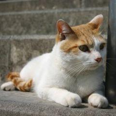 副業、ネットビジネス、アフィリエイトなどに関する情報や期間限定で受けられるお得なキャンペーンをご紹介しています。