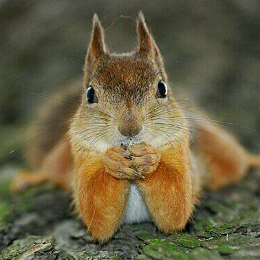 سنجاب Red squirrel