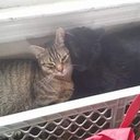 Donna Poling - @DonnaPoling9 - Twitter