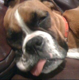 13SEB's profile picture. I like learning, dogs, and most ball sports.