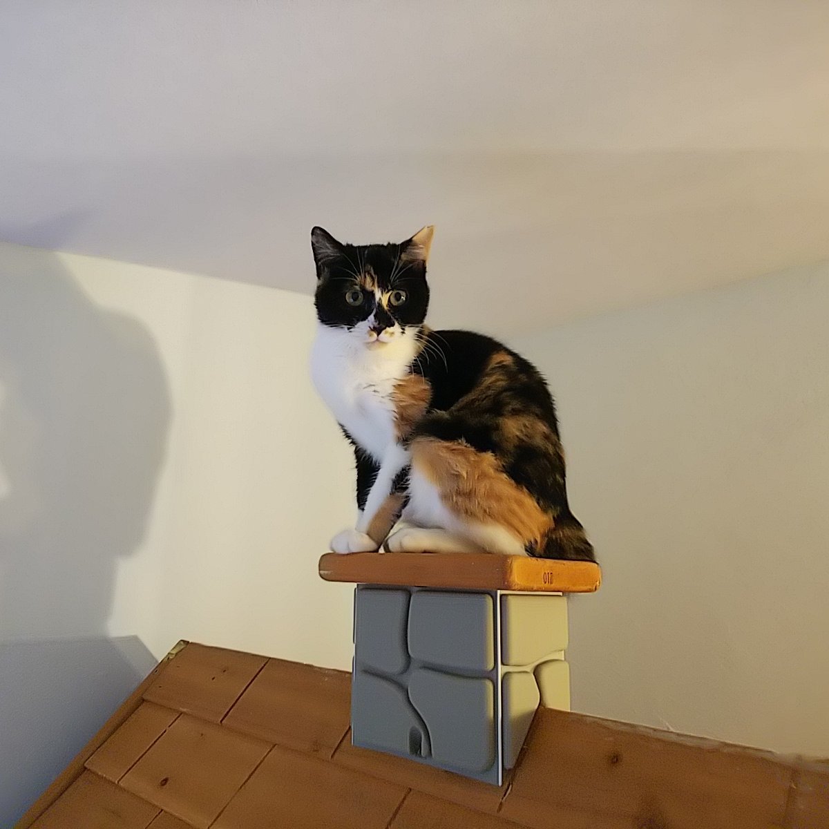 ac_reone's profile picture. #白目天使同好会 #ねこはおうち 
 #全国空振り猫部

2019年9月総胆管結石→胆嚢摘出
2021年2月糖尿病なる
2021年7月甲状腺癌により甲状腺、リンパ摘出→七夕はICU→抗がん剤💊                        

酒は飲み物

猫は舐め物