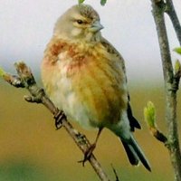 AdarCaerffili(@grahamthebirder) 's Twitter Profile Photo