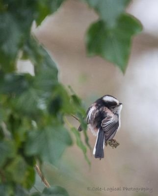 Nick Cole.
Naturalist & wildlife advocate. Come find me @ecolelogical.bsky.social.