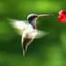 colibriii 🐦 (@colibriii) Twitter profile photo