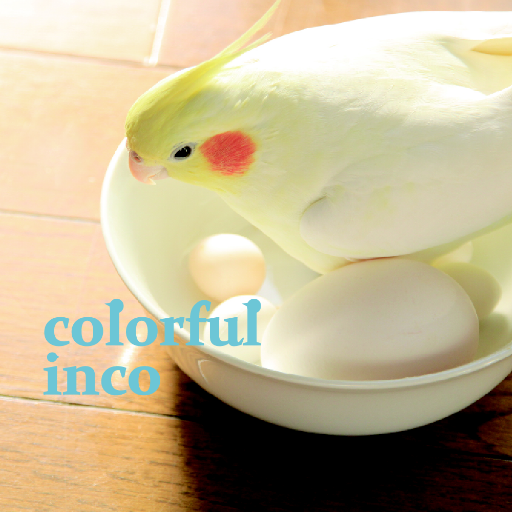Colorful inco(カラフルインコ)さんのプロフィール画像