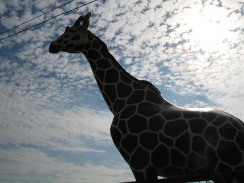 Tosa_King's profile picture. 高知県出身。現在アイルランドのダブリンに在住。バドミントンと女子サッカーが好きです。