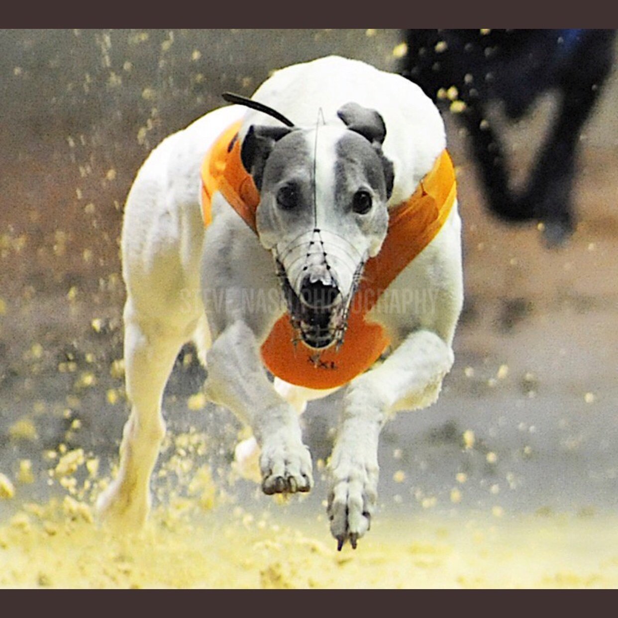 Greyhound Racing tipster with a proven profitable track record, Greyhound owner at 4 different tracks.