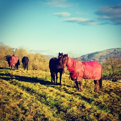 Somerset Polo