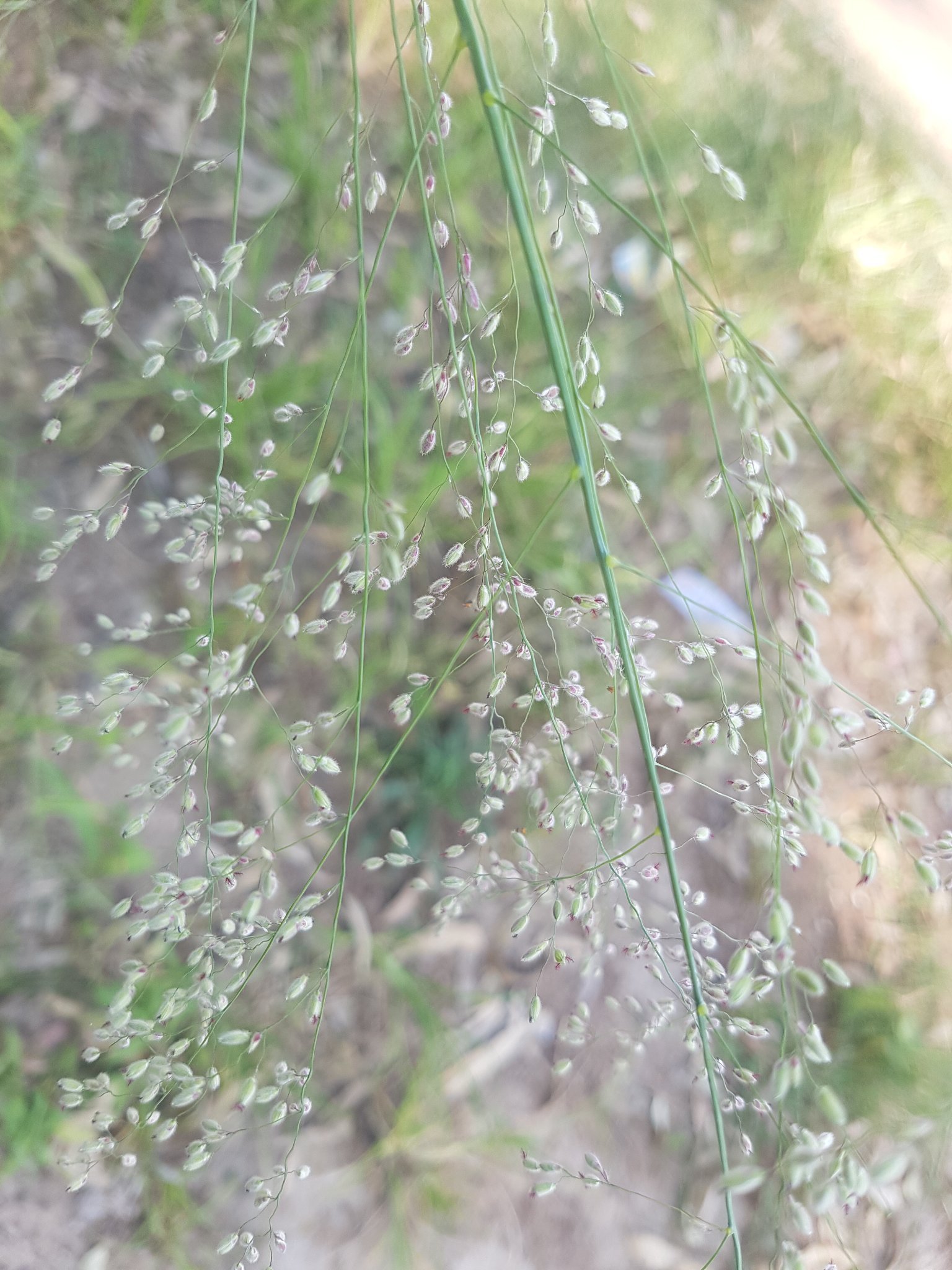 AddmeDzuke's profile picture. Addme Dzuke