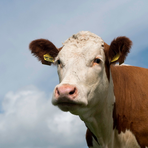 High Herd Health-Easy Calving-Short Gestation-Fertile-Grassfed-NETHERHALL HEREFORD CATTLE TICK ALL THE BOXES FOR A PROFITABLE FUTURE