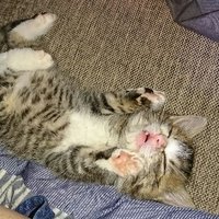でべこです🐈 (@debeko_to_moko) 's Twitter Profile