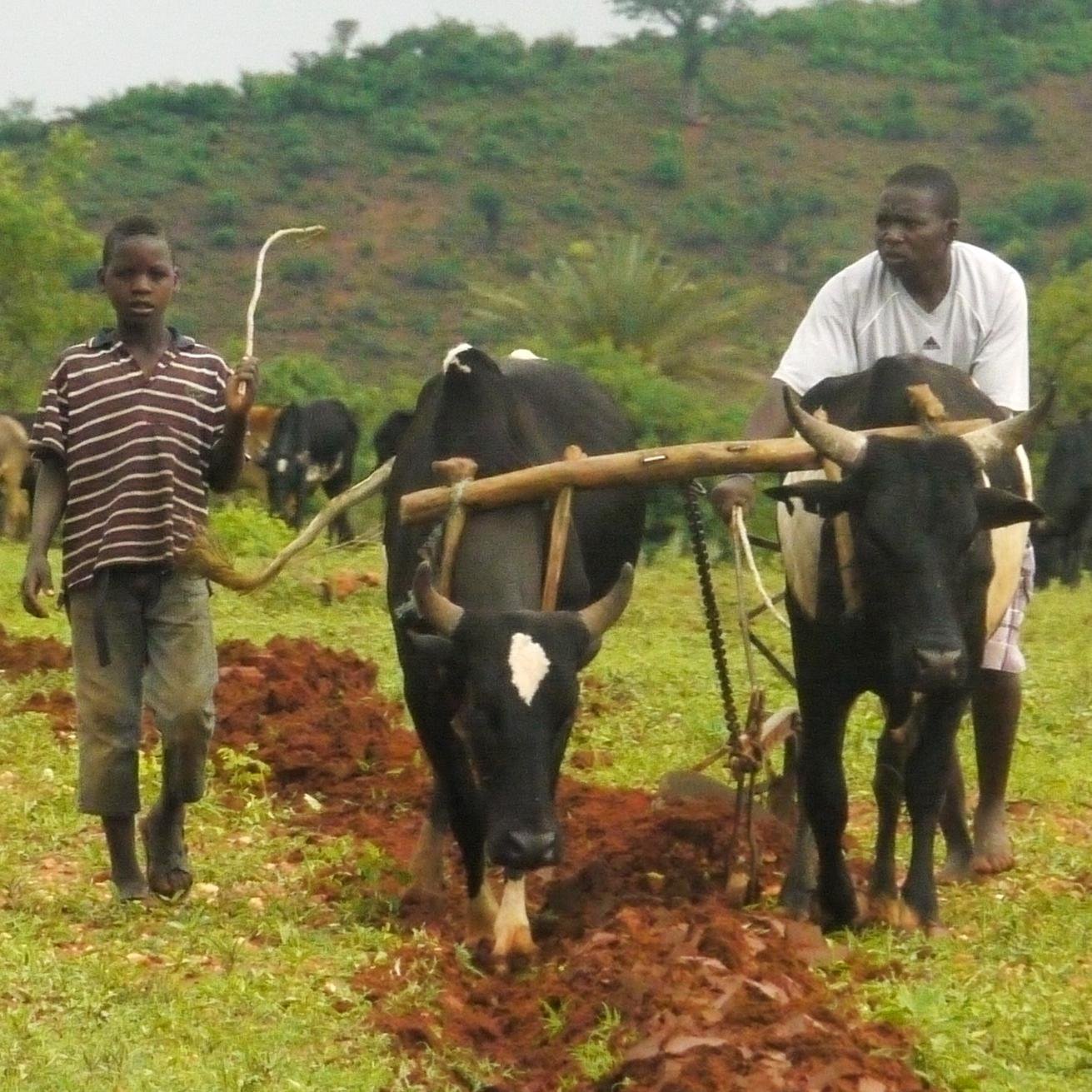 Analysis of #foodsecurity and #nutrition-sensitive agricultural systems in #developingcountries adapted to #climatechange; linked to @humboldtuni @zalf_leibniz