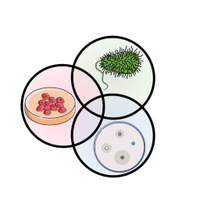 CANS - Centre for New Antibacterial Strategies(@cans_uit) 's Twitter Profile Photo
