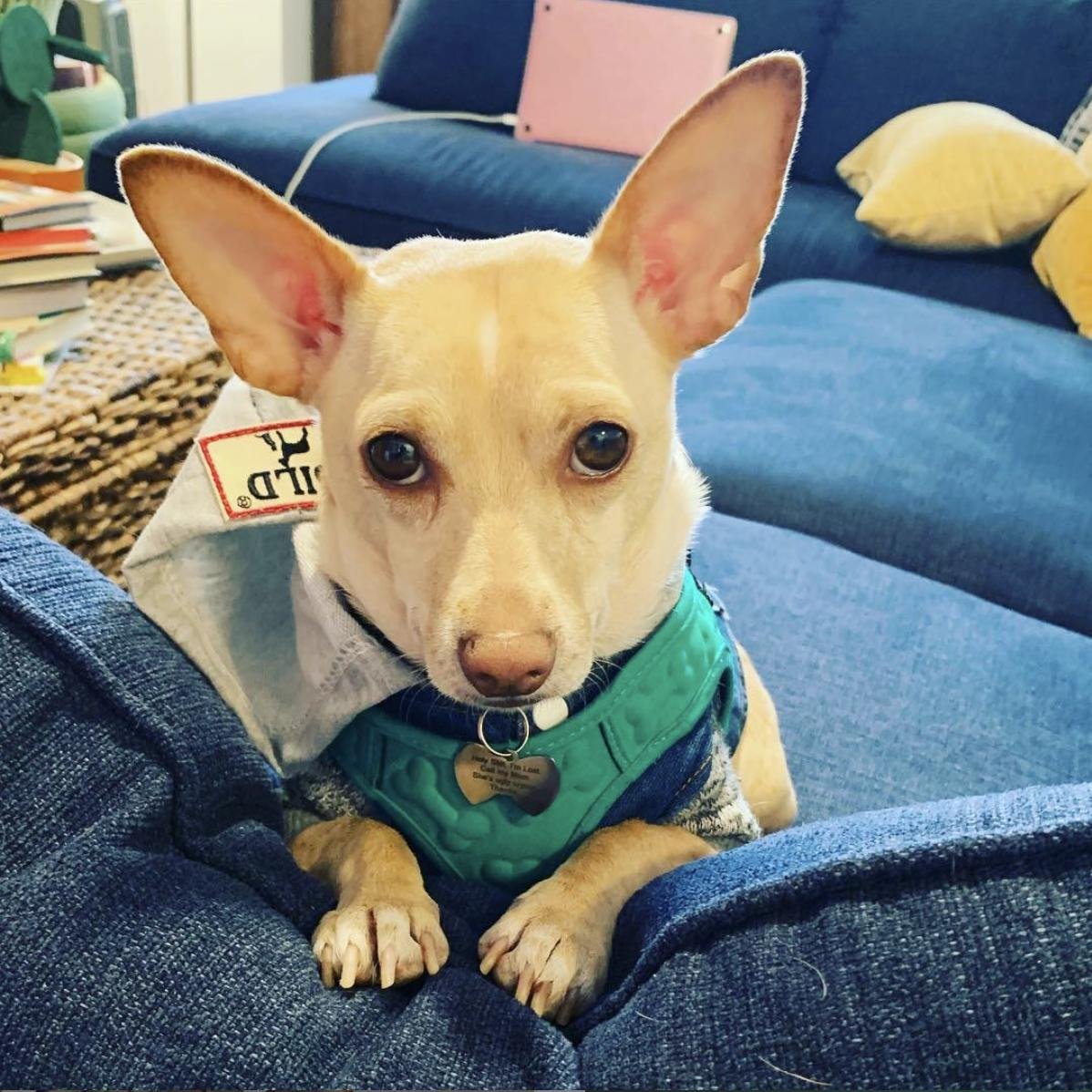 Rescued off the streets of East Los Angeles by @thedogcafela . Found his furever home on Jan 9th 2019. 2 year old Chi mix! Anxiously awaiting his DNA results!