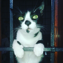 Nelson Garrido - @Condor0712 - Twitter