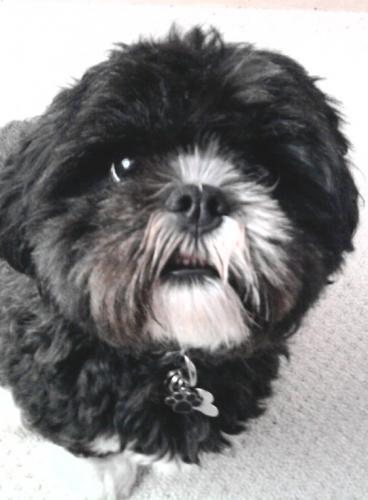 My name is Lily and I'm a Lhasa Apso. Wuff