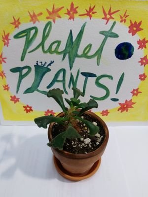 The official twitter of the Planet Plants! YouTube channel featuring fun and informative videos on houseplants!