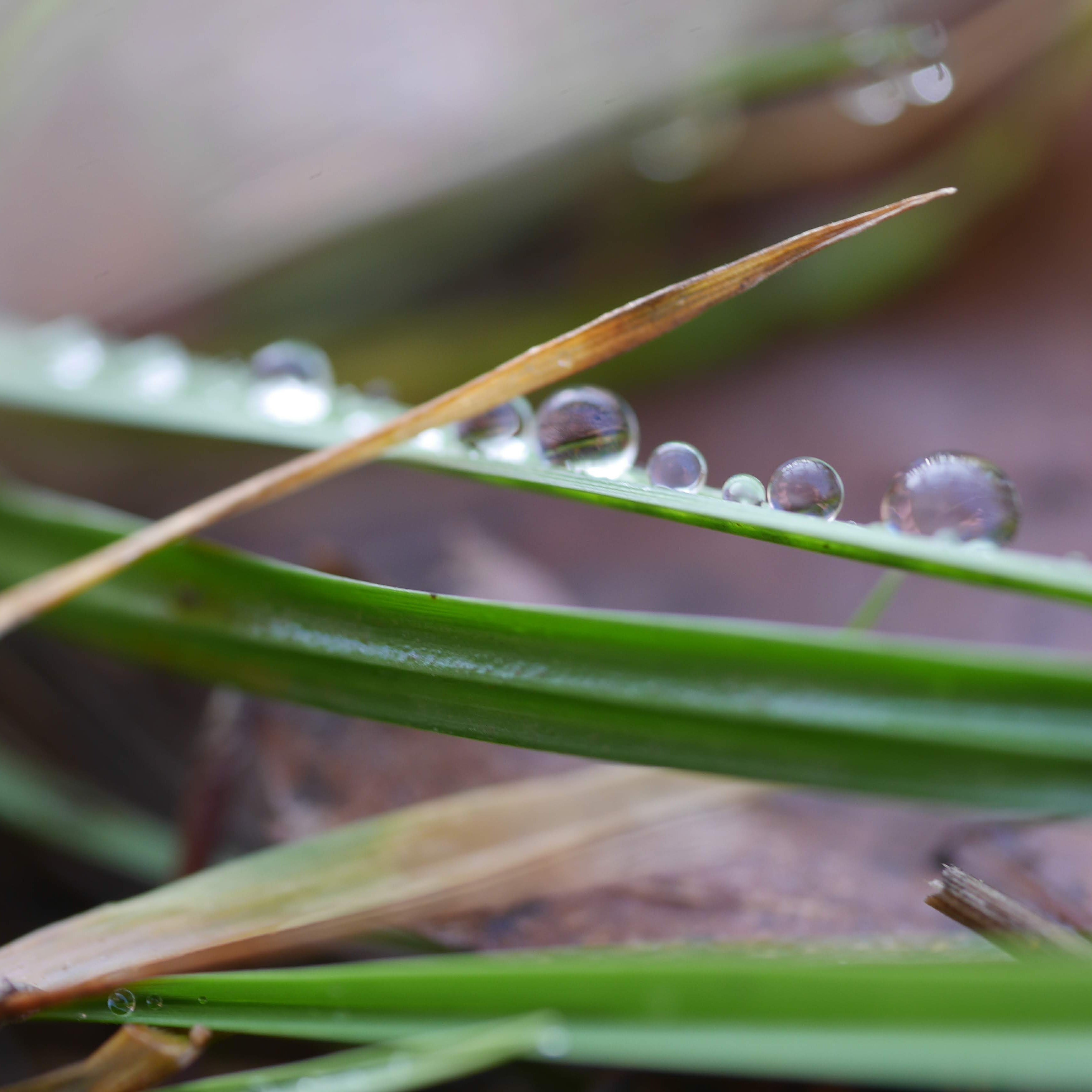 Phenology is the timing of developmental events. Our @EPAResearchNews funded projects analyse phenological alterations associated with climate change.