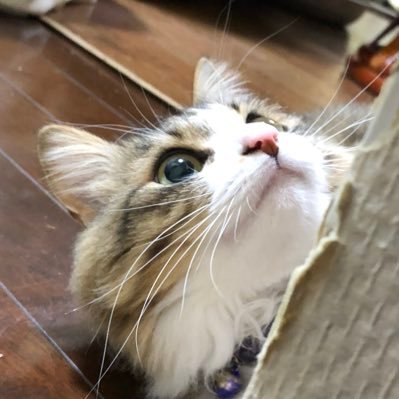 ぐりもあさんのプロフィール画像