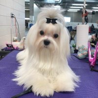 Tricia Harris (@lacewood) 's Twitter Profile