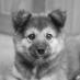 piksi (@vinciamo) Twitter profile photo piksi (@vinciamo) Twitter profile photo