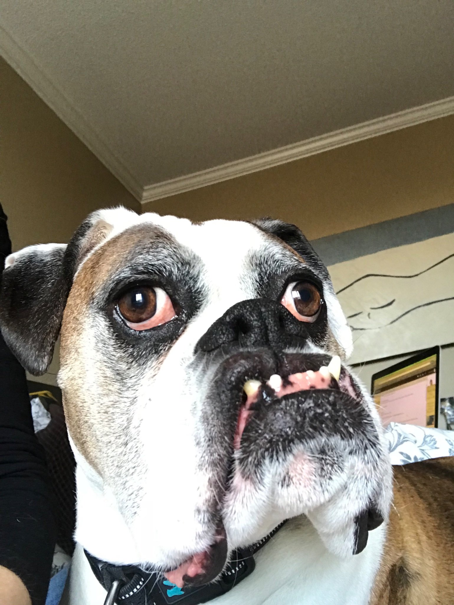 Derpyguykits's profile picture. 