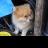 amatista_0
