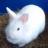 coffsrabbit's profile image