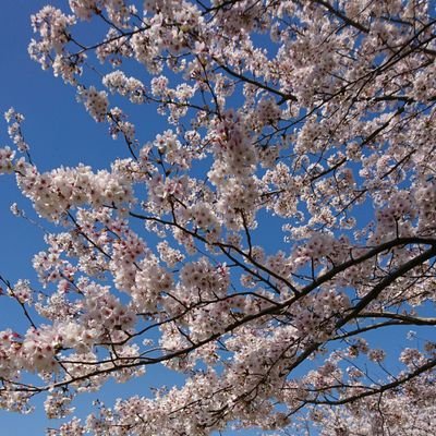 情報収集用アカウントです。基本的につぶやきません。無言フォローをお許しください。