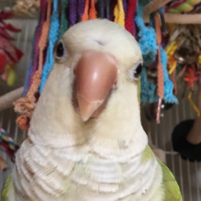 My Quaker Parrot Zena flew away in Penfield, NY. She could be anywhere in Monroe County or surrounding areas. If you see her please call 585-469-5269 right away