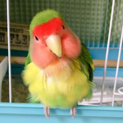 今まで12羽の小桜インコを育てて来ました。
今はもみじ♀いろは♀がいます。
サザナミインコのつむぎ2022年1／24虹の橋へ🌈
動物好きさん🐤🐶😺🐰空⛅️お花🌼
素敵な言葉.:*♬が大好きです♡
良かったら仲良くしてくださいね😊