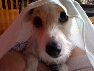 rosalicious1's profile picture. 