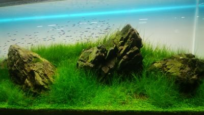 KanichiNakajo's profile picture. 