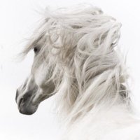 محمد الشمري Ⓜ️ (@mkalshamri) 's Twitter Profile