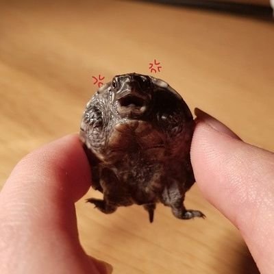 토끼,쥐,슈가,거북이,도마뱀,뱀,뉴트,달팽이,가재랑 살아요
🐢19툭툭이20바둥이23코단지+🦞20말랑이+🐌21늘보와 토종이들+🦎23크레들과 겹겹,제리,토미,쪼랭+🐍22조금+🐭23치치,쫑+🐰23마루,24소보루