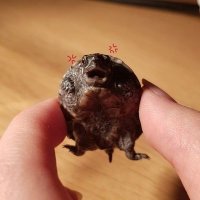 나의 툭툭이🐢 (@amoomal96) 's Twitter Profile Photo 나의 툭툭이🐢 (@amoomal96) 's Twitter Profile Photo