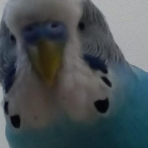 atalaykipcak's profile picture. 