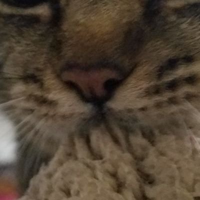 lemonnyanshirop's profile picture. 