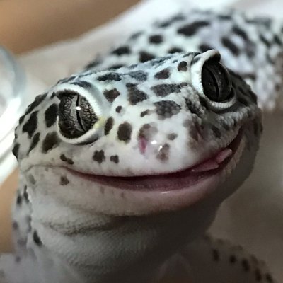 MIKANPETS's profile picture. 爬虫類とか鳩とか色々飼育中🦍🍊。ほぼほぼ無言フォロー&いいねです。いつまでも飼育初心者。