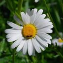 Monica Leslie - @gingerthin - Twitter