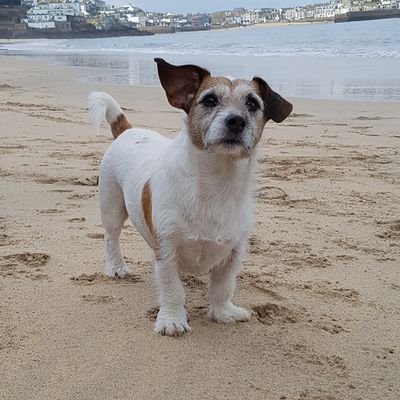 My name is Ziggy and I'm a very cheeky but gorgeous jack Russell from Cornwall U.K. . I love the beach, belly rubs and yummy treats!