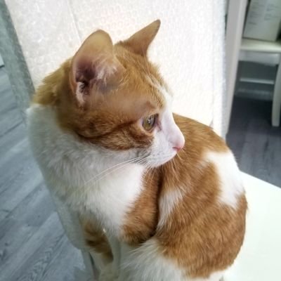 欧洲提督 Neule8uzgu Twitter 欧洲提督 Neule8uzgu Twitter