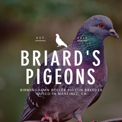 We are proud to bring you a wide selection of Birmingham Roller Pigeons. We have roughly 100 pigeons at any given time, all hatched & bred here in Martinez, CA.