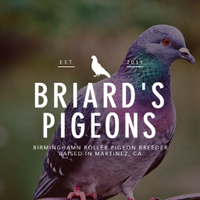 Briard's Pigeons(@BriardsPigeons) 's Twitter Profile Photo