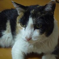 かえこりん (@kaekorin) 's Twitter Profile