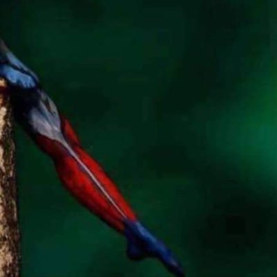 copsx6's profile picture. Nothing