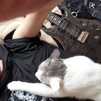 猫と陽と。 (@nekotohinato) 's Twitter Profile