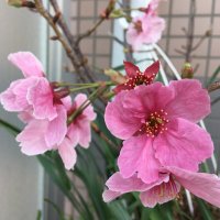おてるどん (@oterudon) 's Twitter Profile